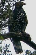 Crowned Eagle