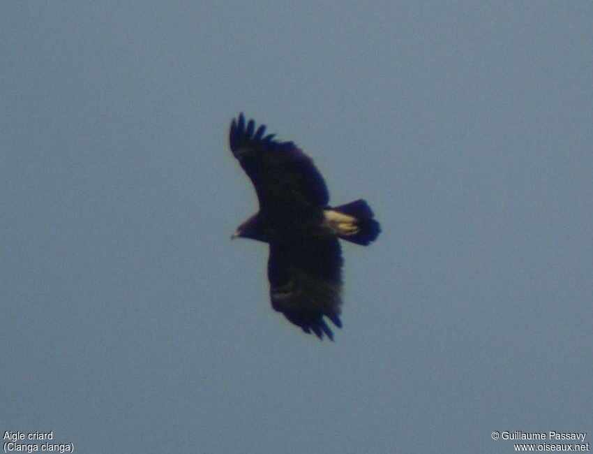 Greater Spotted Eagle