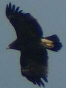 Greater Spotted Eagle