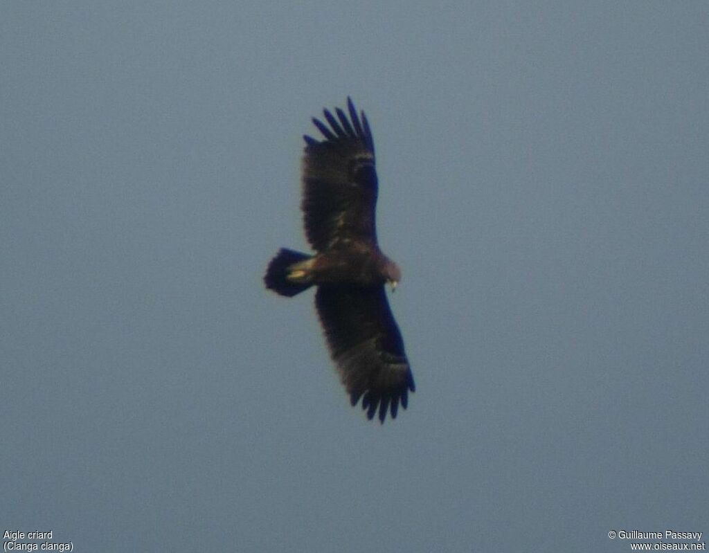 Greater Spotted Eagle