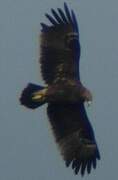 Greater Spotted Eagle