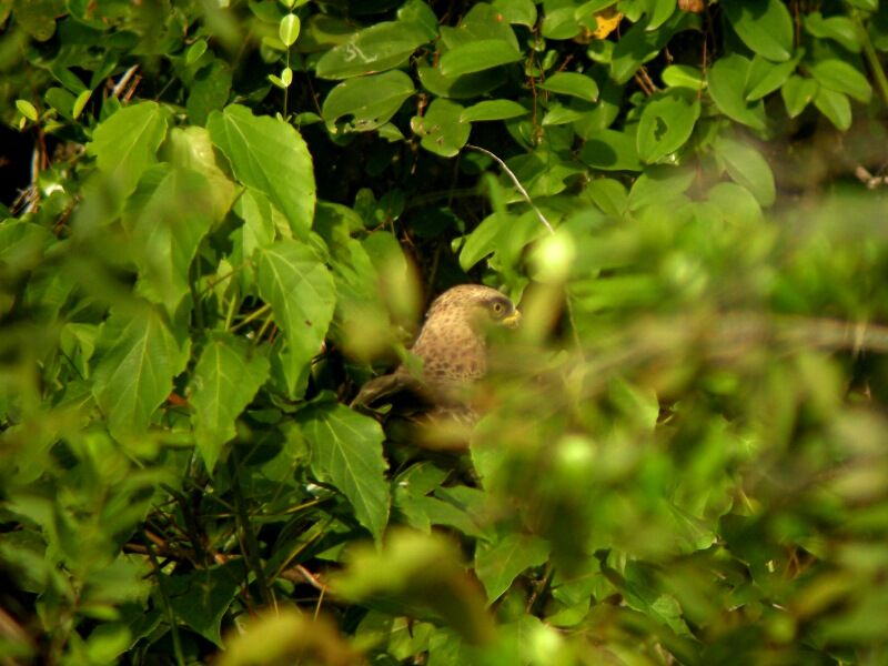 Ayres's Hawk-Eaglesubadult