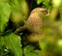 Ayres's Hawk-Eagle