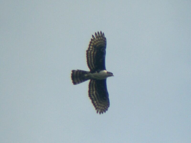 Cassin's Hawk-Eagleadult, Flight