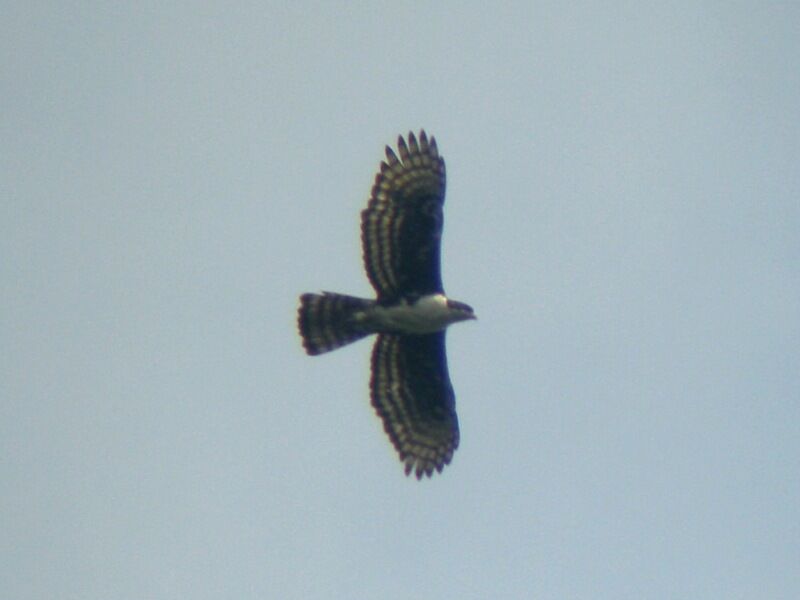 Aigle de Cassinadulte, Vol