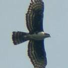 Aigle de Cassin