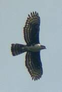 Cassin's Hawk-Eagle