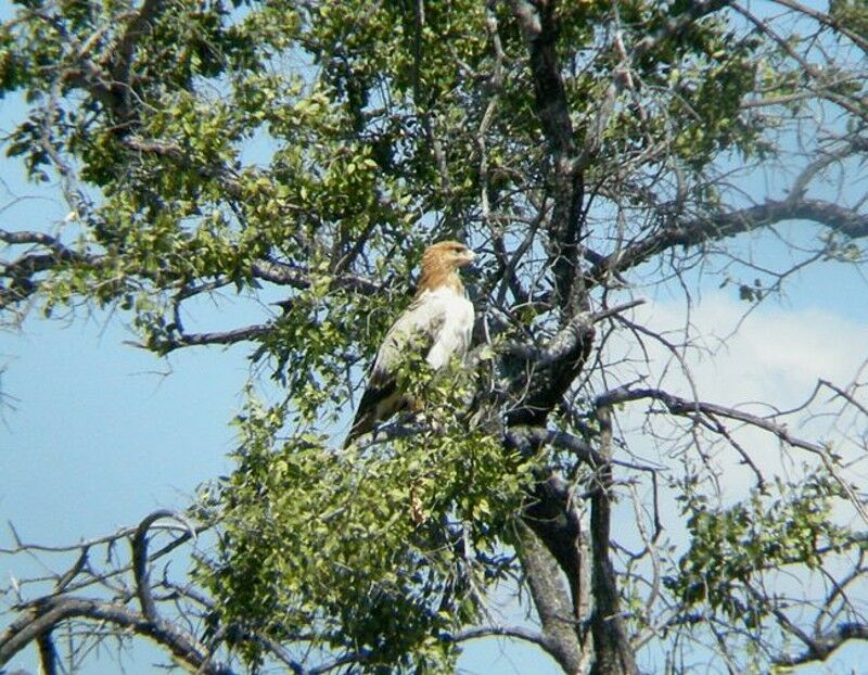 Tawny EagleSecond year