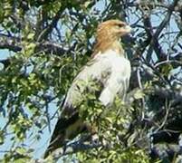 Tawny Eagle