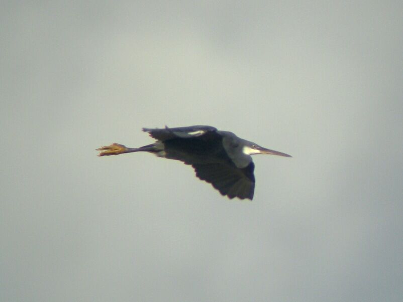 Aigrette des récifsadulte