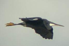 Western Reef Heron