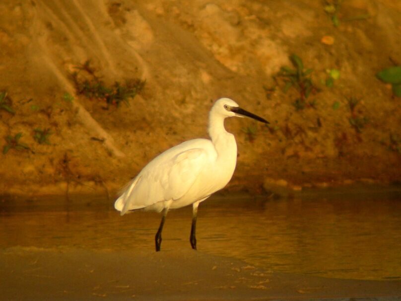 Aigrette des récifsadulte