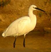 Western Reef Heron