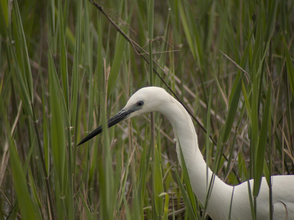 Little Egretadult breeding