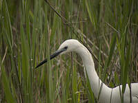 Aigrette garzette