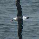 Albatros à nez jaune