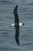 Atlantic Yellow-nosed Albatross