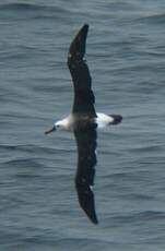 Albatros à nez jaune