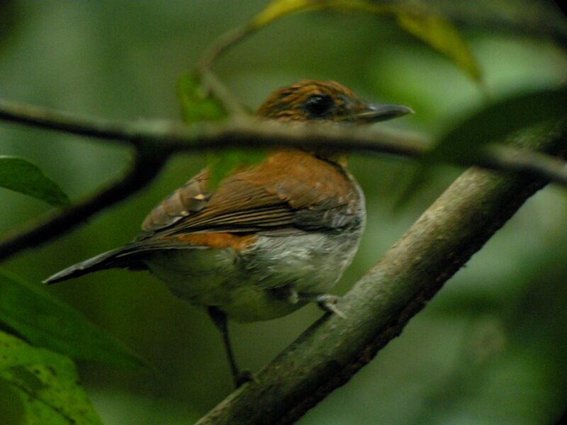 Alèthe à couronne orangéeimmature