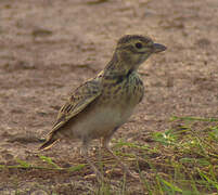 Calandra Lark