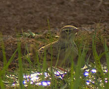 Greater Short-toed Lark