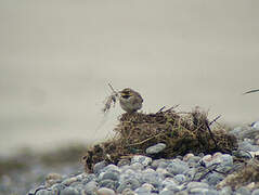 Horned Lark