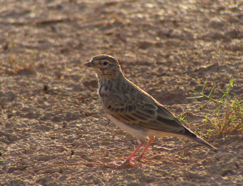 Lesser Short-toed Larkadult transition, identification