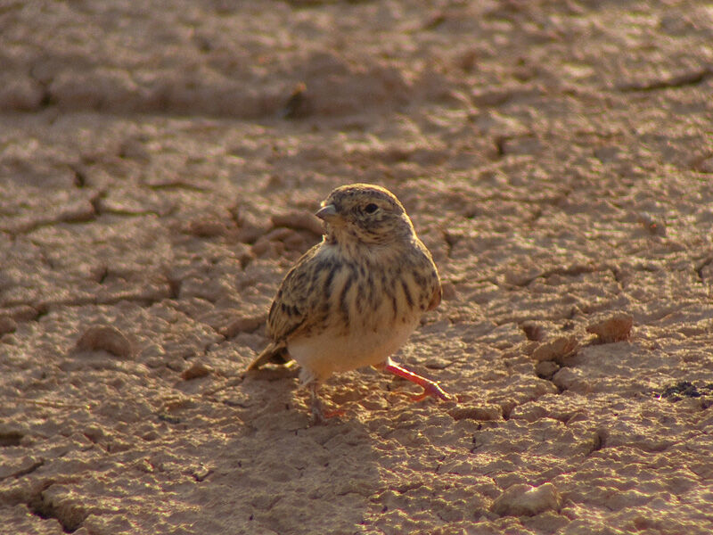 Lesser Short-toed Larkadult, identification