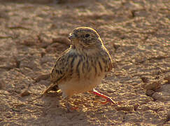 Mediterranean Short-toed Lark