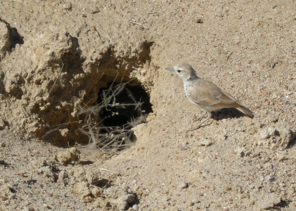 Gray's Larkadult