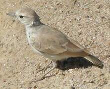 Gray's Lark