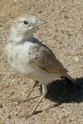 Gray's Lark