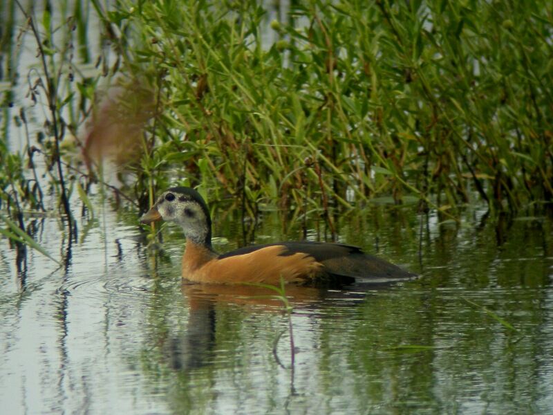 African Pygmy Goose female adult, identification