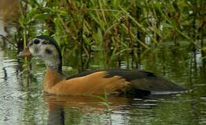 African Pygmy Goose