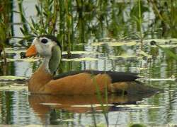 African Pygmy Goose