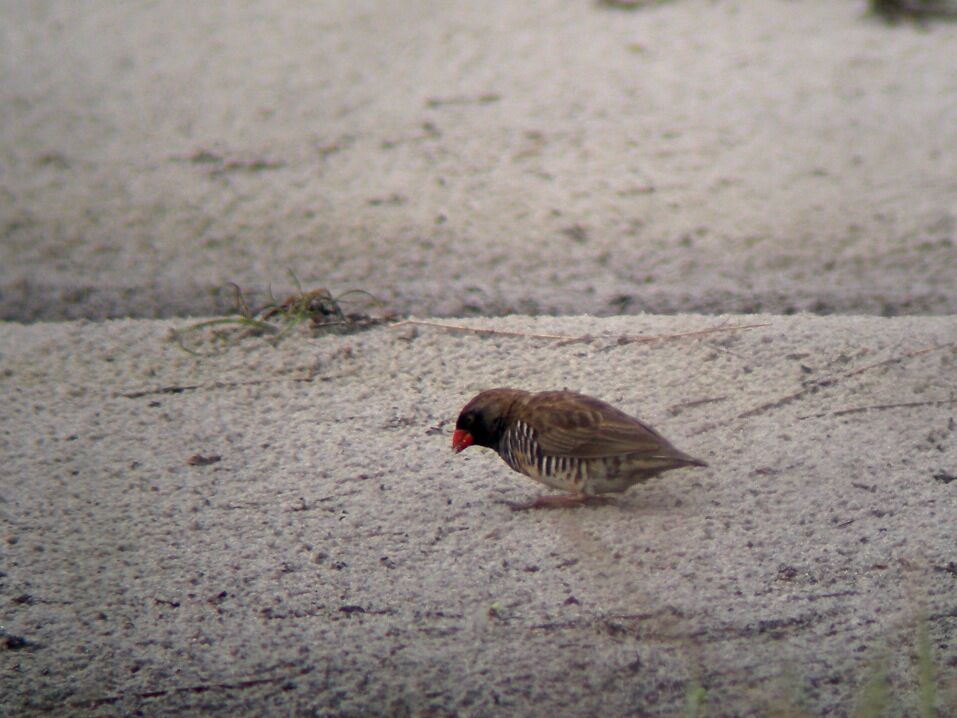 Quailfinch male adult