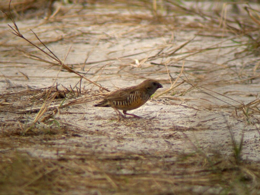 Quailfinch female adult