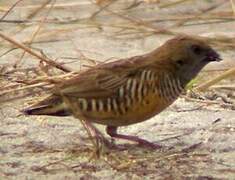 Quailfinch