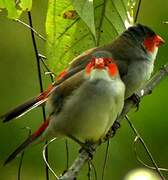 Orange-cheeked Waxbill