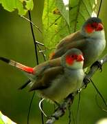 Orange-cheeked Waxbill