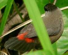 Black-headed Waxbill