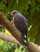 Red-chested Goshawk