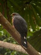 Red-chested Goshawk