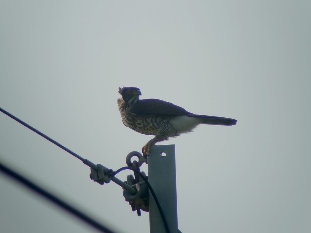 Crested Goshawk