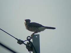 Crested Goshawk