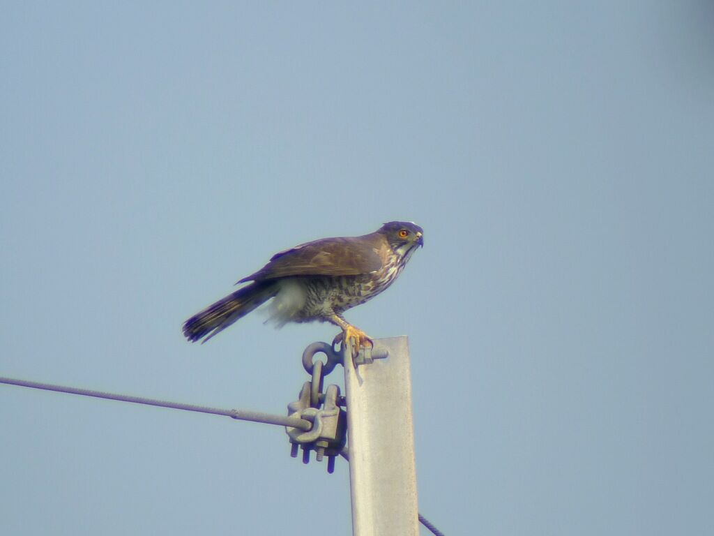 Crested Goshawk