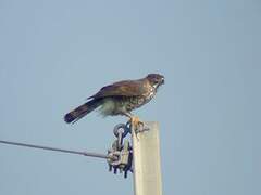 Crested Goshawk