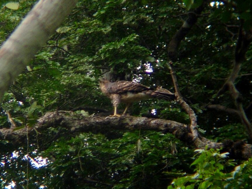 Black SparrowhawkFirst year