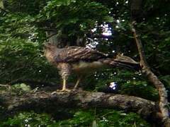 Black Sparrowhawk