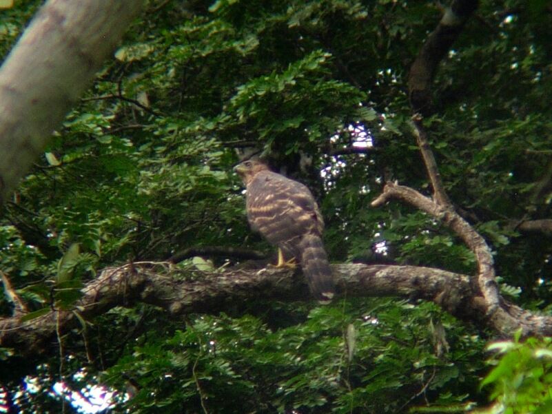 Black Sparrowhawkjuvenile, identification